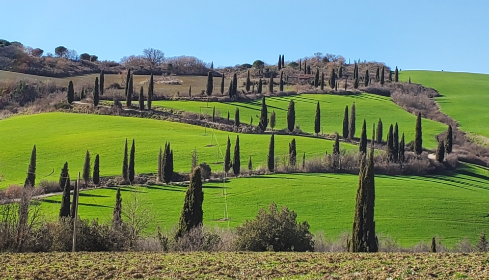 Ciprese on the colina verte The green Hill